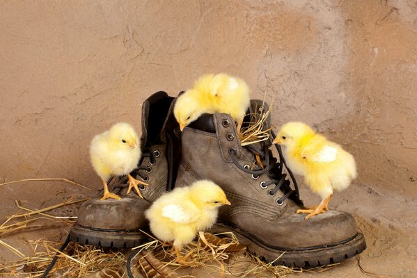 Curious chickens on old boots