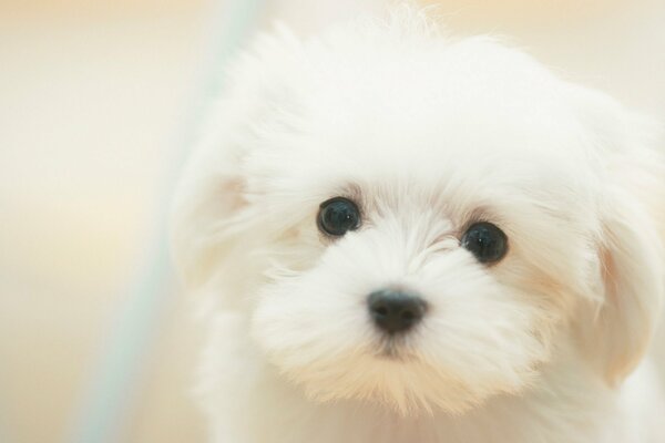 Chien mignon et rêveur