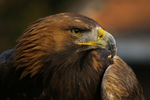 The eagle is proud with a big beak