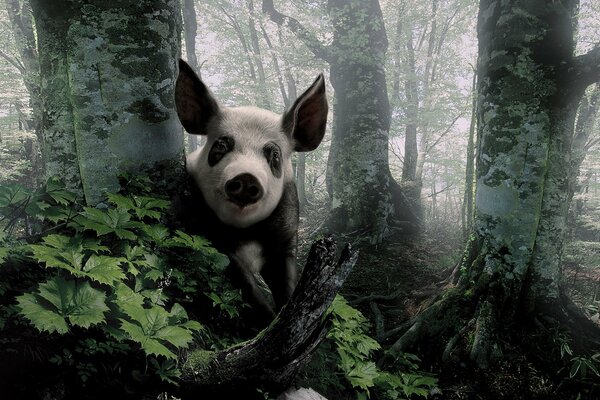 Ein Schwein schaut hinter den Bäumen im Wald hervor