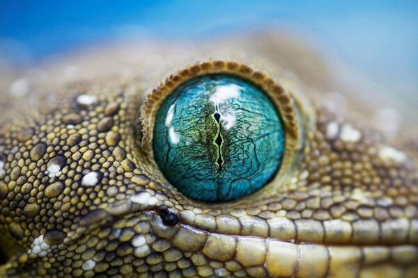 Photo de gros plan des yeux de serpent hypnotisant