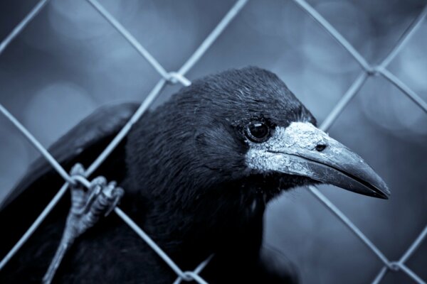 The crow stuck its head into the fence