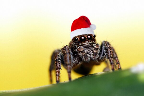 Eine riesige Spinne ist der Weihnachtsmann