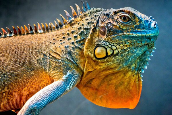 Iguana lagarto dragón sobre fondo gris