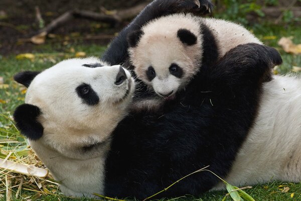 Mama Panda przytula swoje młode na trawie