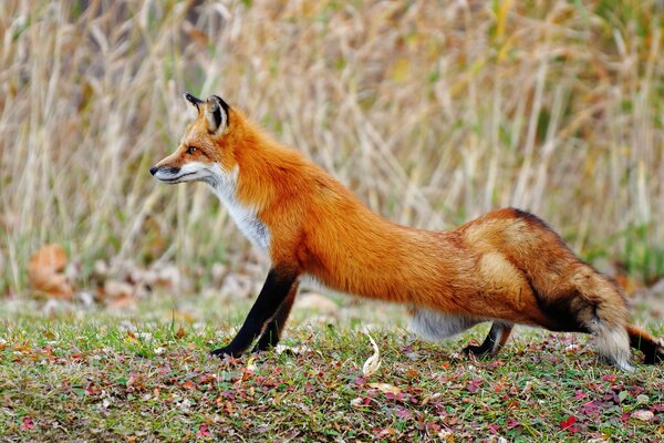 Fox stretches in the autumn forest