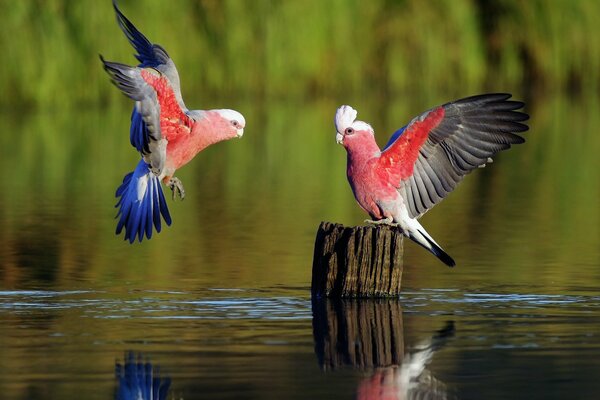 Wedding dance of playful parrots