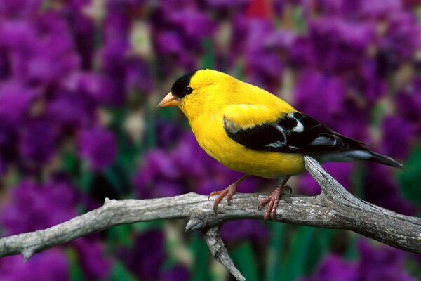 Le Chardonneret américain est beau comme une fleur