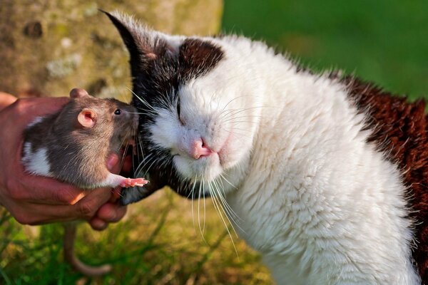 L amour du rat et du chat pour toujours