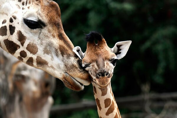 Eine Giraffe reibt sich mit der Nase an einem Jungen