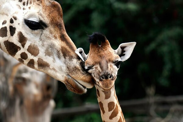 Giraffa strofina il naso contro il cucciolo