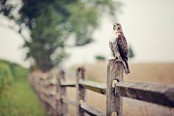 Falcon on the fence. Close-up