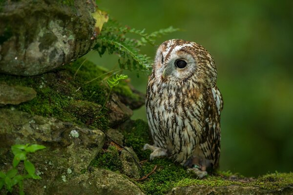 Petit hibou sur la mousse