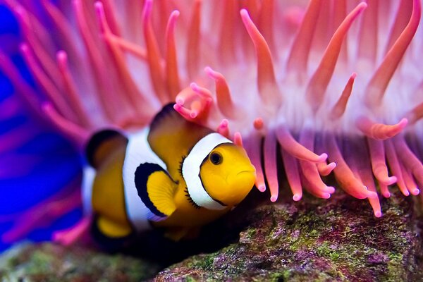 Clown fish in anemones in the ocean