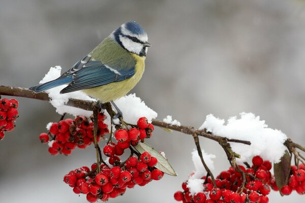 Meise auf einem Vogelbeerenzweig im Schnee