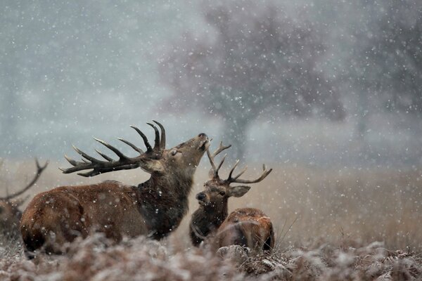 Couple de cerfs regardant la neige