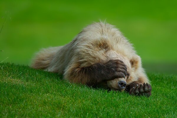 Comme il est agréable de dormir sur l herbe, seul le soleil brille