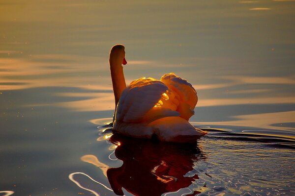 Weißer Schwan im Teich