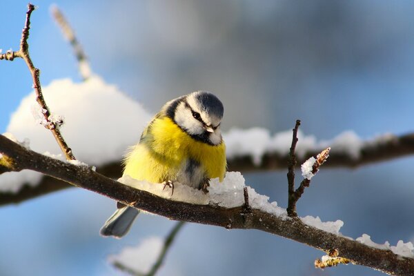 Tit sitting on the ice