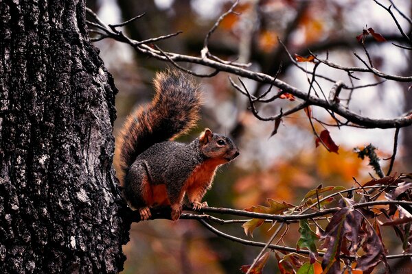 Squirrel jumps from branch to branch