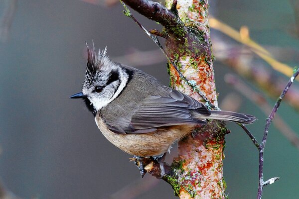 A crested tit is sitting on a tree branch