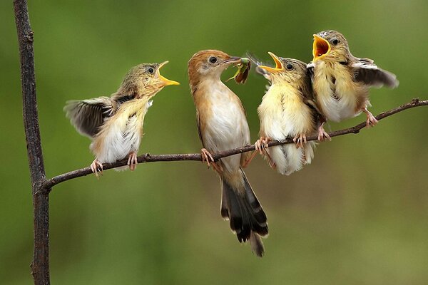 Birds sitting on twigs eat