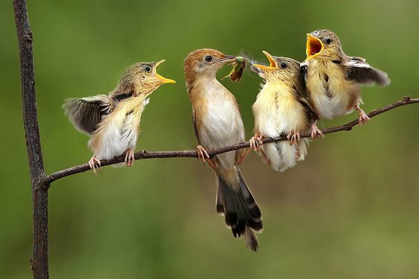 Les oiseaux assis sur les brindilles mangent