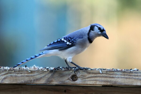 Blue jay. Close-up