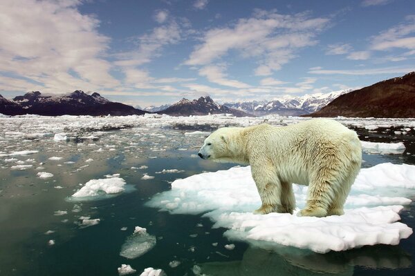 Polar bear on an ice floe in the ocean