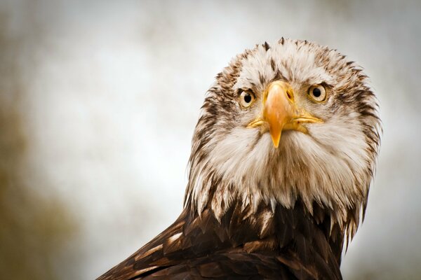 Der Adler blickt genau nach vorne