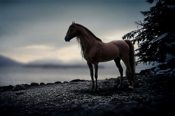 Cheval gracieux sur fond de lac