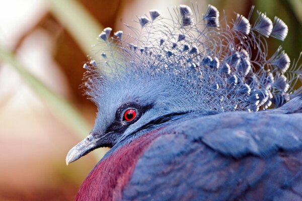 Schöner Märchenvogel sieht aus