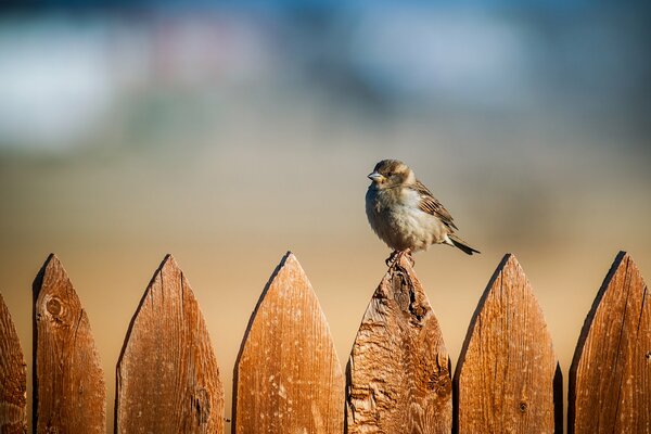 A disheveled sparrow sits on a fence