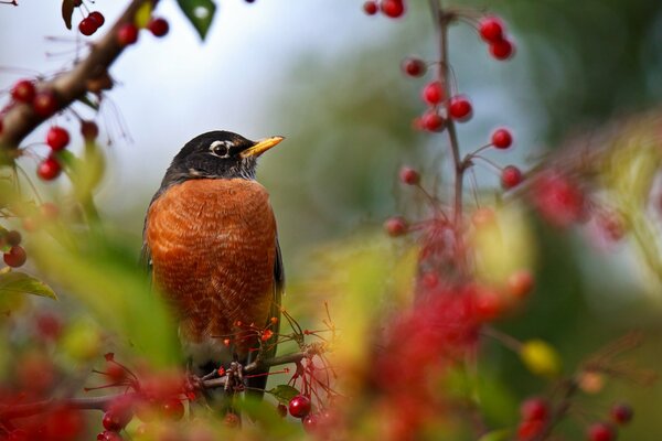 Foto de un pájaro que llegó a comer