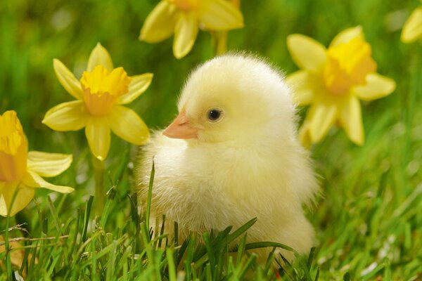 Little Chicken, grass daffodils