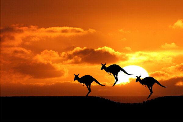 Canguros australianos al atardecer