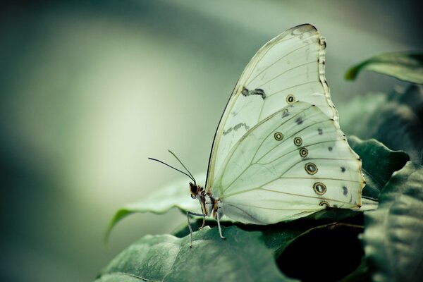 Schmetterling mit gefalteten Flügeln auf Blättern