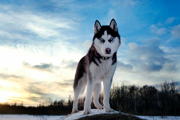 Black husky on the sky background