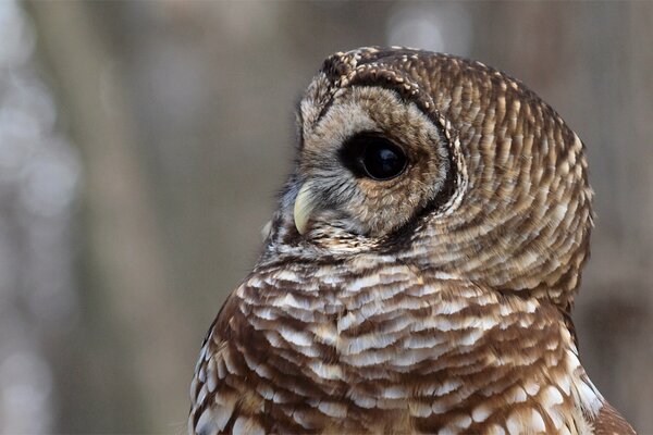 Beautiful owl close-up