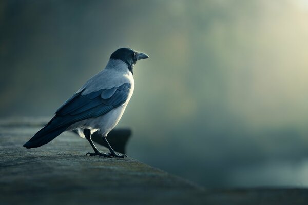 Macro crow in the morning in autumn