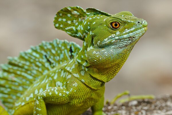 Photo of a Basilisk on the circumambulation of its possessions