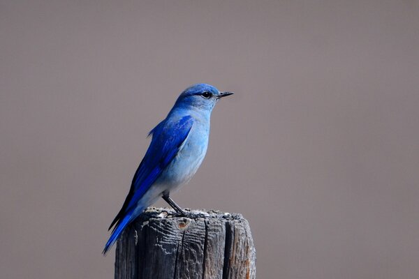 Blue bird purple thrush