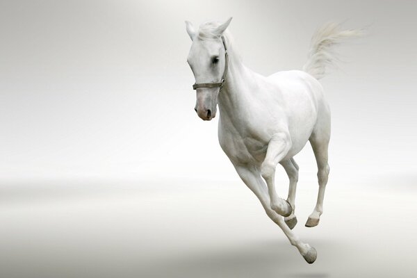 Un caballo blanco cabalga sobre un fondo blanco