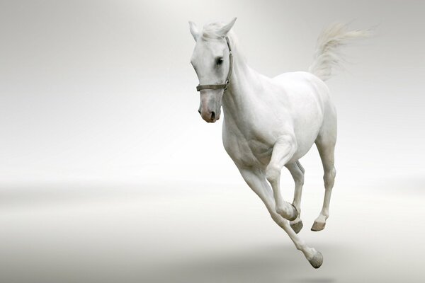 Cavallo bianco cavalca su sfondo bianco