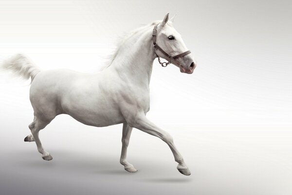 Белая лошадь скачет на белом фоне