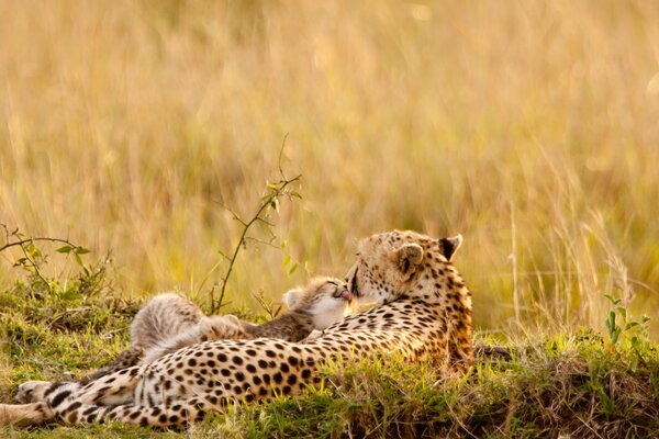 Leopardo en la hierba bajo el sol de verano