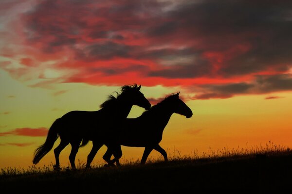 Silhouette: Pferde bei Sonnenuntergang Hintergrund