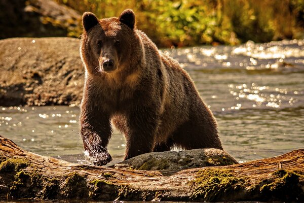 Un ours fier sort d une rivière de montagne