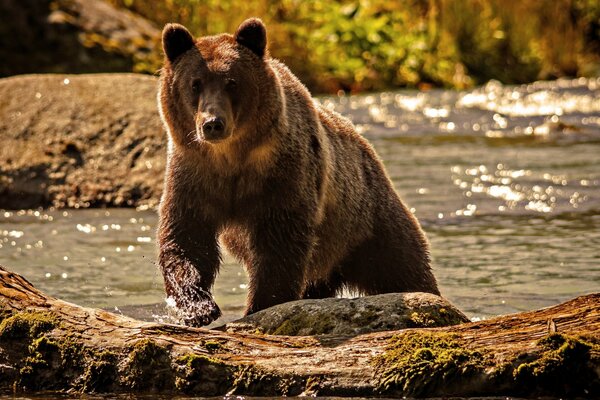 Orso orgoglioso che emerge da un fiume di montagna