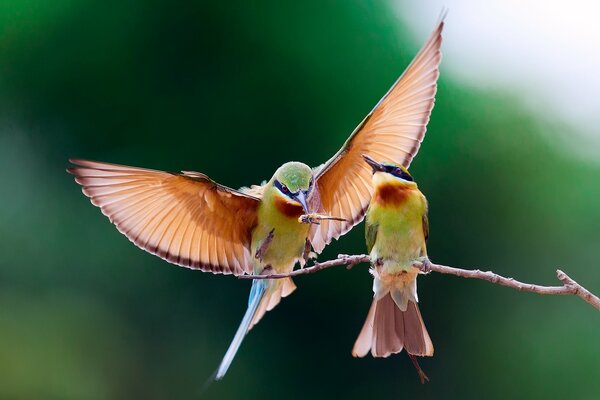 Bright colorful bee-eaters on a branch